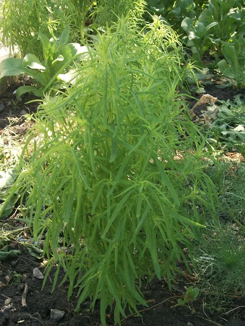 Bassia scoparia: Upright bushy green plant with many narrow leaves on densely branched stems.