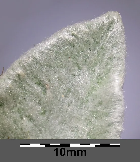Magnified lamb's-ear leaf tip densely covered in silvery hairs, with a 10 mm scale.