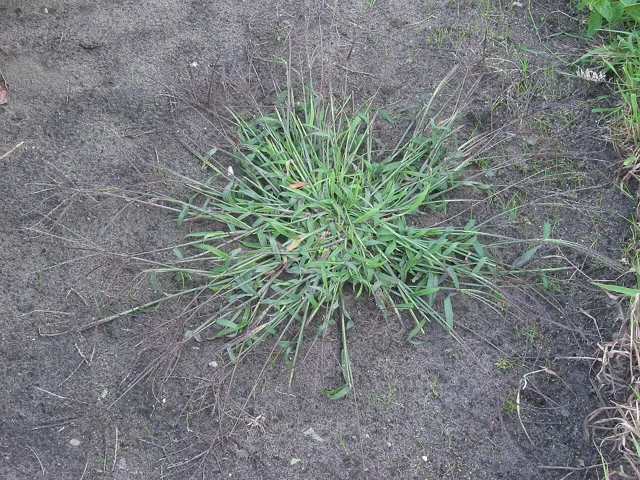 Large crabgrass: a low spreading grass clump with green leaf blades and long radiating stems on bare soil.