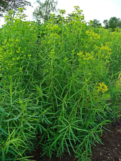 Euphorbia esula: Dense upright leafy stems topped with yellow-green flower clusters.