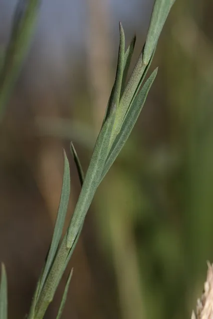 Close view of slender narrow leaves along a green flax stem.