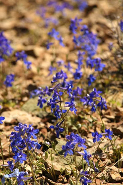 Delphinium nuttallianum: A patch of low blue-flowered larkspur growing among stones and dry leaf litter.