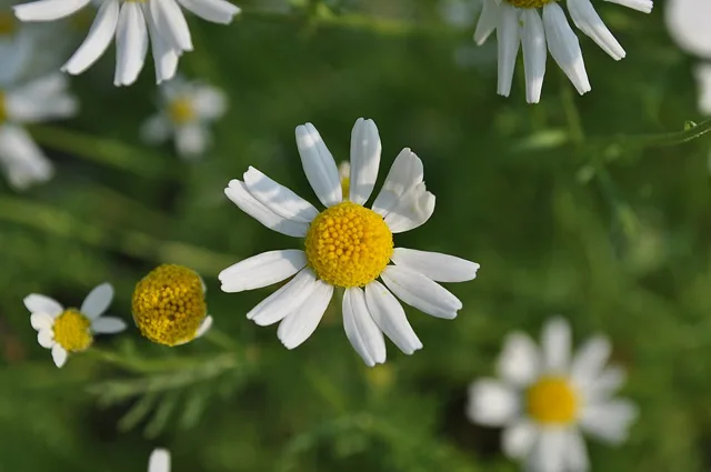 Mayweed chamomile heads with white rays around raised yellow centers.