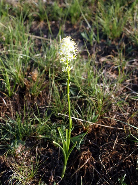 Toxicoscordion venenosum: An upright cluster of small pale flowers above a basal group of narrow, strap-shaped leaves.