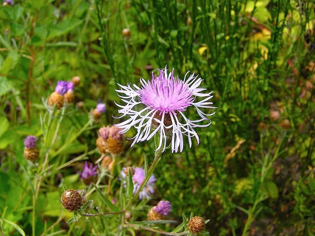 Centaurea × moncktonii: A purple flower head among additional buds and spent heads.
