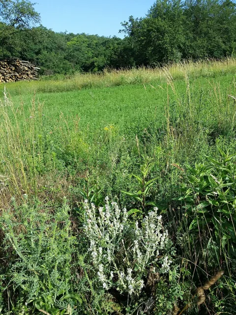 Salvia aethiopis: A pale, branching flowering plant in open grassland.