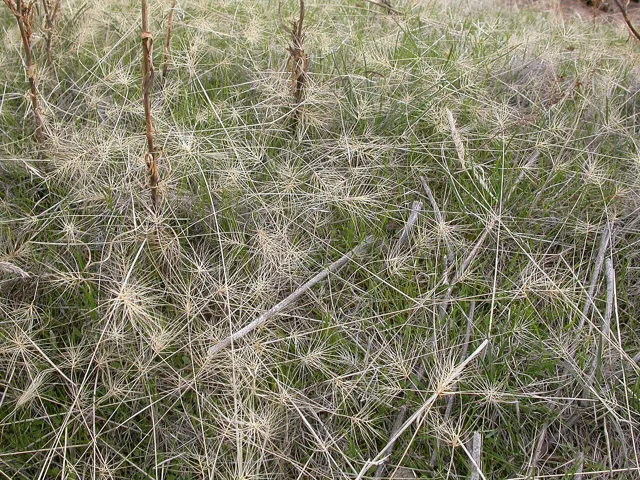 Taeniatherum caput-medusae: Dense grass growth with numerous pale, spreading, long-awned heads.