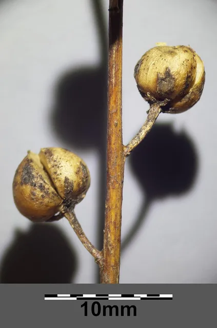 Round dry moth-mullein capsules on short stalks beside a slender main stem, with a 10 mm scale.
