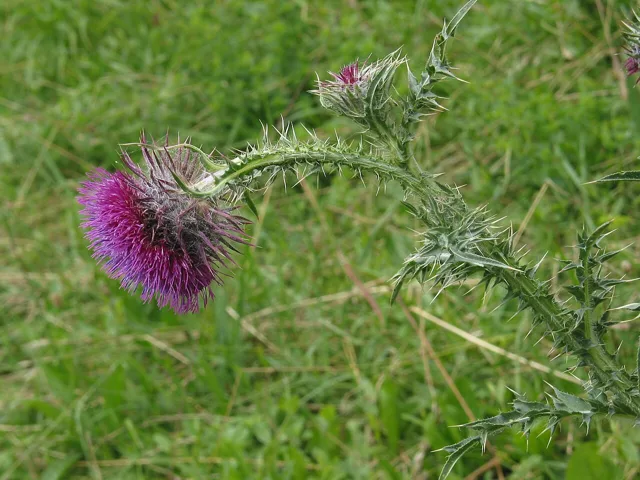 Carduus nutans: Nodding purple flower head on a curved stalk with pointed involucral bracts.