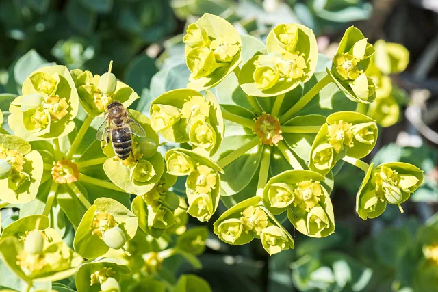 Euphorbia myrsinites: Close view of yellow-green bracts and small cup-shaped cyathia.