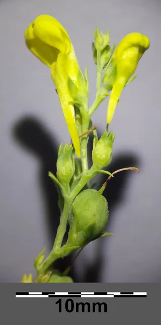 Side view of yellow toadflax flowers and their long spurs beside developing reproductive structures, with a 10 mm scale.