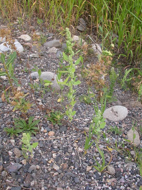 Pitseed goosefoot: a small upright leafy goosefoot plant growing among stones in open ground.