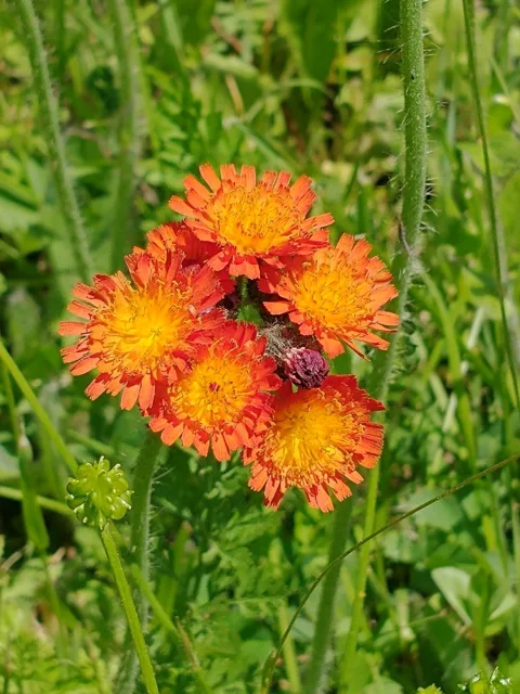 Pilosella aurantiaca: A compact group of bright orange-red flower heads with yellow centres.