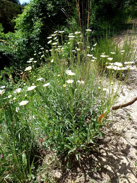 Leucanthemum vulgare: Upright clump with many long stems carrying white-rayed yellow-centered flower heads.
