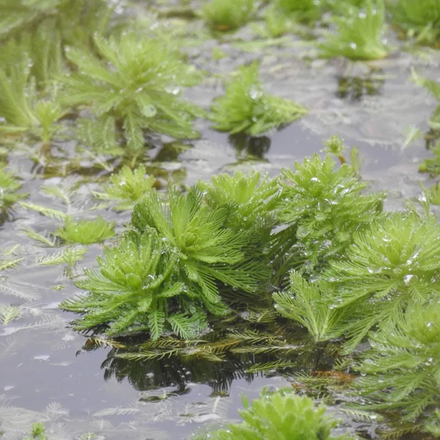 Myriophyllum aquaticum: Dense green, feather-leaved shoots emerging above the water surface.