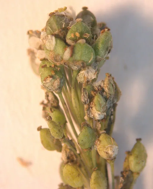 A fruiting perennial-pepperweed branch bearing many small green oval fruits.