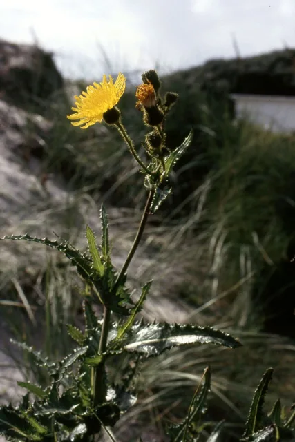 Sonchus arvensis: Branched upright sowthistle bearing yellow flower heads above deeply lobed foliage.