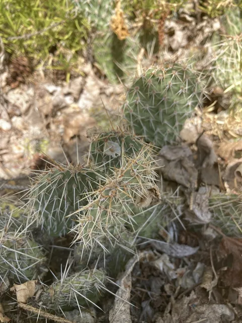 Low cluster of plains pricklypear pads covered with long pale spines on dry ground.