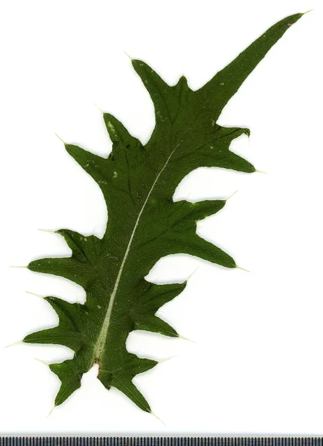 Flatbed photographic scan of a deeply lobed, spiny plumeless-thistle leaf with a millimeter scale.