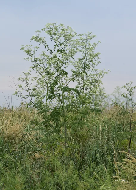 Conium maculatum: Tall branching plant with many small white compound umbels above finely divided foliage.