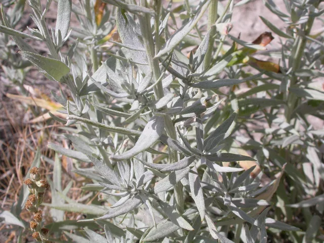 Artemisia ludoviciana: Dense, silvery foliage with narrow leaves, some divided into slender lobes.