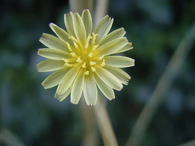 Prickly lettuce: a pale yellow flower head composed of narrow strap-shaped florets.
