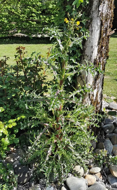 Sonchus asper: A tall flowering prickly sow-thistle with lobed leaves beside a tree trunk.
