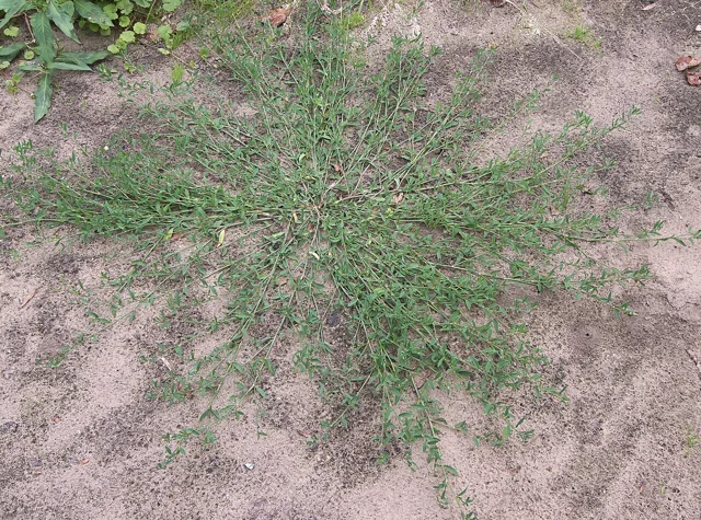Prostrate knotweed: a flattened mat of branching stems and small leaves spreads across bare soil.