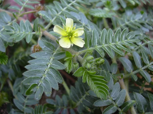 Tribulus terrestris: Five-petaled pale yellow flower beside hairy leaves with paired oval leaflets.