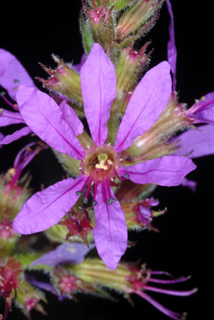 Lythrum salicaria: Close view of a purple flower with narrow petals and projecting stamens.