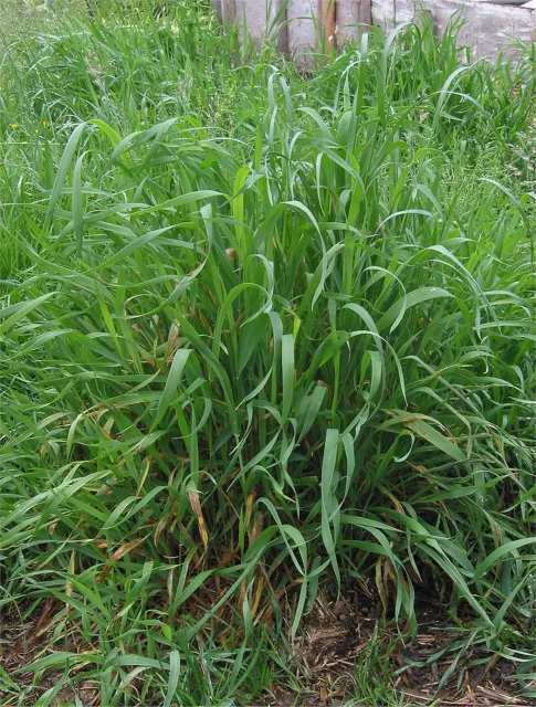 Elymus repens: Dense upright grass clump with long green blades and slender flower spikes.