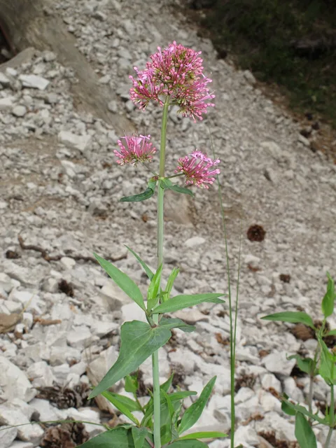 Upright stem with opposite smooth leaves and several pink-red flower clusters on a rocky slope.