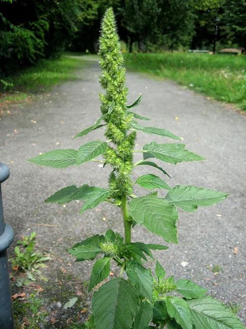 Amaranthus retroflexus: Upright plant with alternate broad leaves and a dense green terminal flower spike.