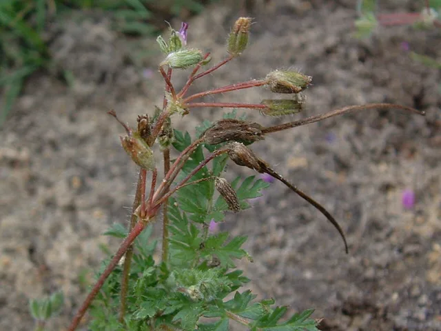 Erodium cicutarium: Cluster of long narrow beaked fruits above divided foliage.