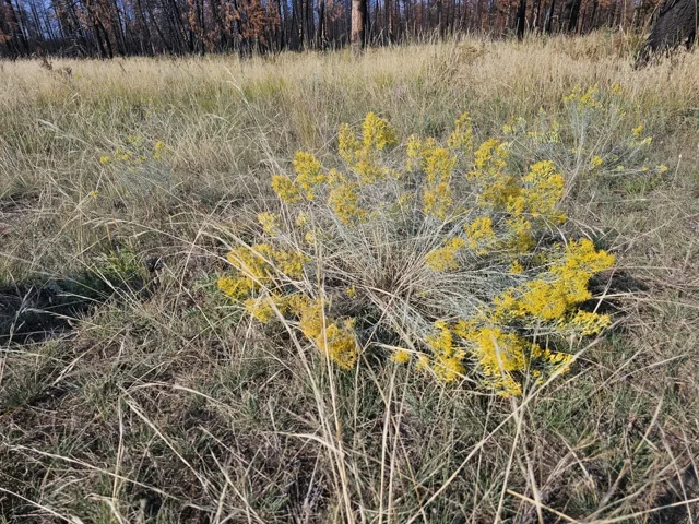 Rubber rabbitbrush shrub with yellow flowering tips and pale branching stems in grassland.