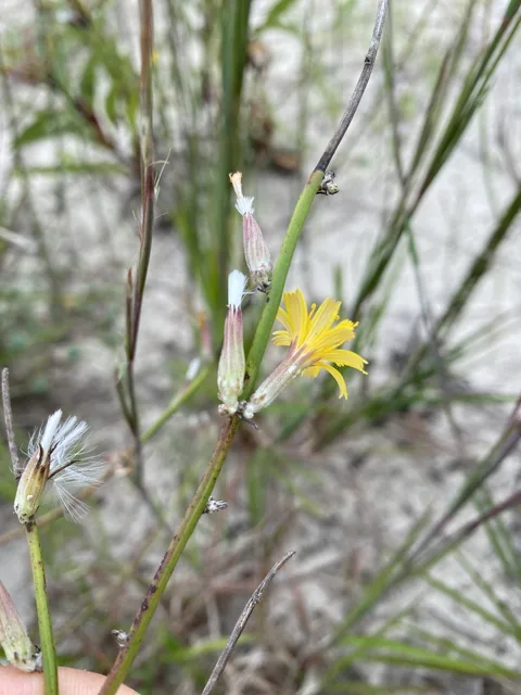 Chondrilla juncea: A small yellow flower head beside narrow buds on nearly leafless branching stems.