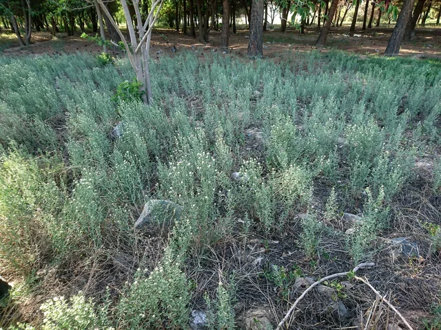 Rhaponticum repens: Dense patch of upright gray-green leafy plants beneath trees.