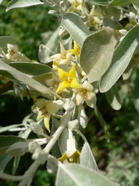 Elaeagnus angustifolia: Small yellow flowers and narrow silvery leaves on a twig.