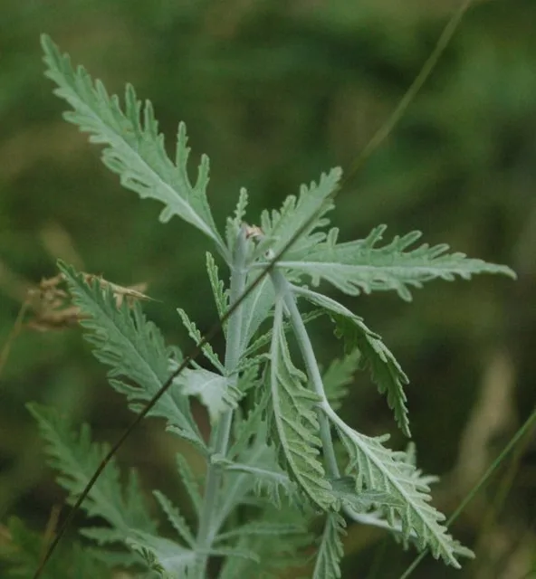 Salvia yangii: Gray-green deeply divided leaves arranged in opposite pairs on a pale stem.