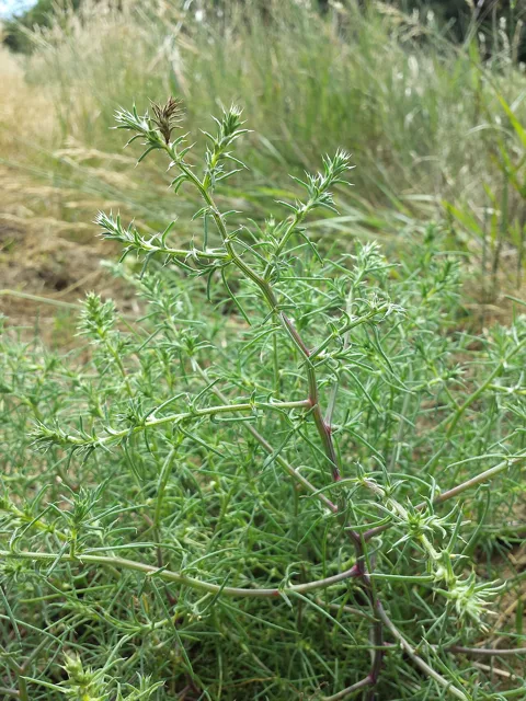 Salsola tragus: Rounded, densely branched green plant with slender leaves and spiny-looking branch tips.