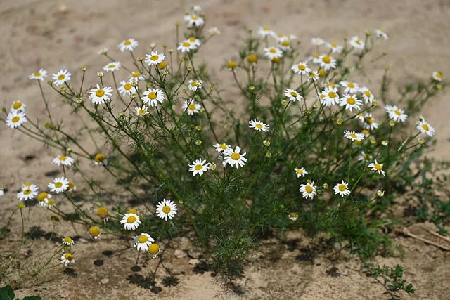 A low branching scentless-chamomile plant with many white-and-yellow flower heads on bare ground.