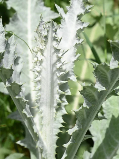 Onopordum acanthium: Pale woolly young leaf with deeply lobed spine-tipped margins and a prominent light midrib.