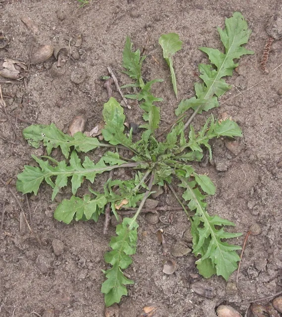 Shepherd’s-purse: a flat basal rosette of deeply lobed leaves spreads over bare soil.