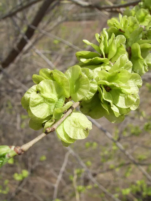 Ulmus pumila: Clusters of pale green round winged fruits on a twig.