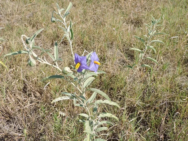 Upright silverleaf nightshade stem with gray-green leaves and purple flowers in a grassy field.