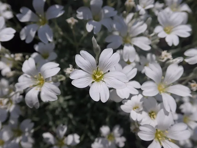 Several white flowers with deeply notched petals above gray-green foliage.
