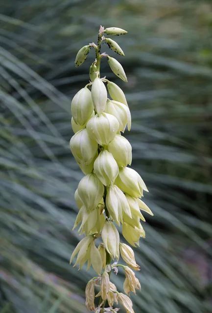 Vertical stalk with pendulous cream-colored bell-shaped flowers and unopened buds.