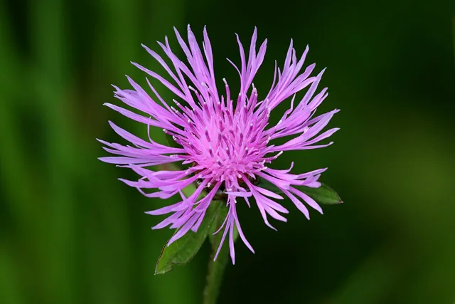 Centaurea stoebe: Close view of the purple tubular florets forming a knapweed flower head.