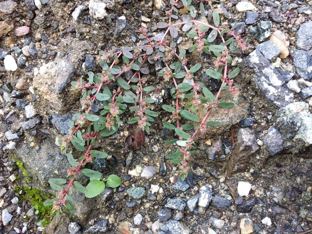 Spotted spurge: low radiating reddish stems and small opposite leaves form a mat on stony ground.
