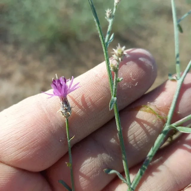 Centaurea virgata: A small pink-purple flower head and slender leafy stem held in front of a hand.